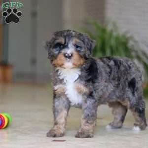 Trump, Mini Bernedoodle Puppy